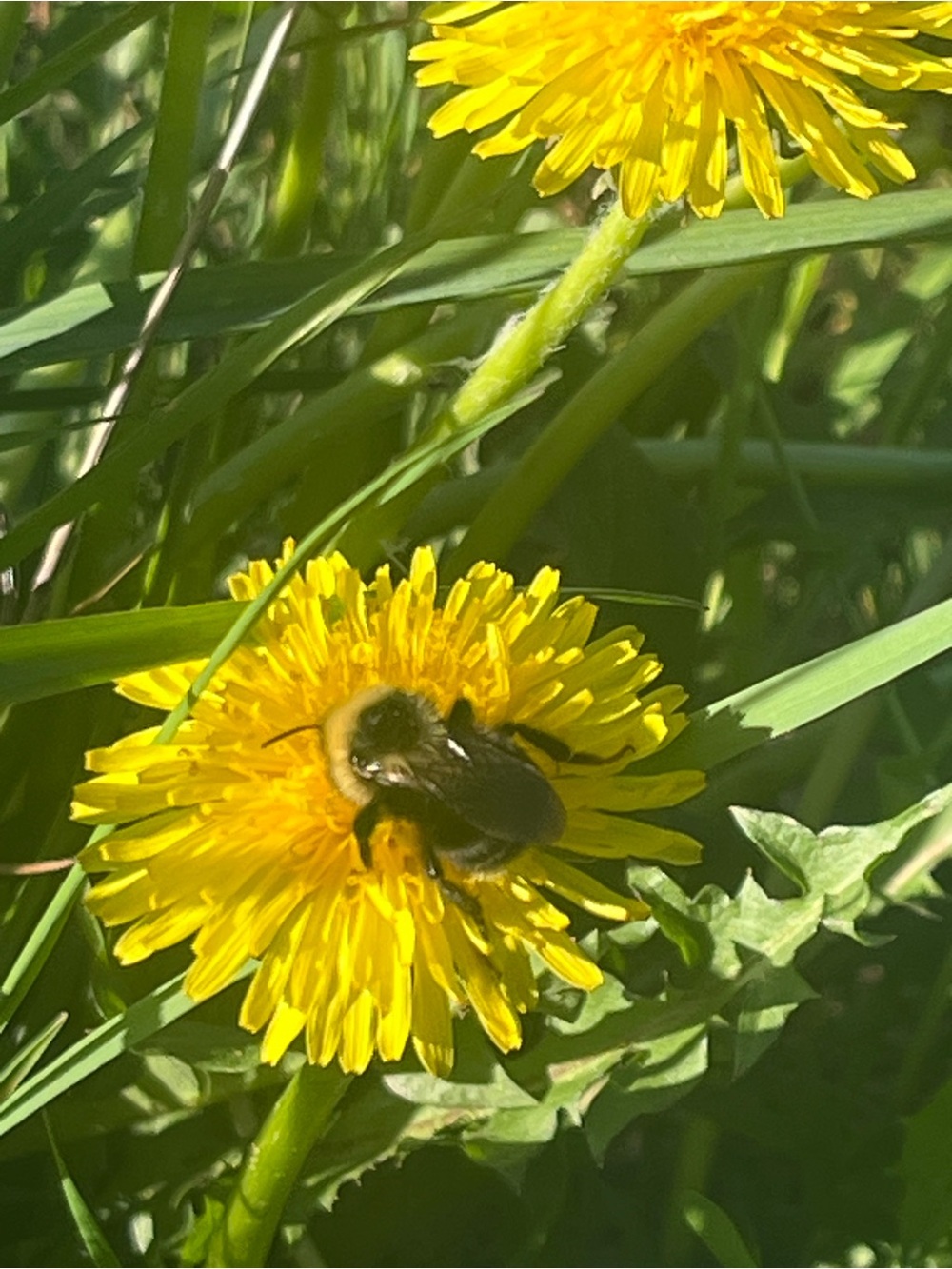 Bee 🐝